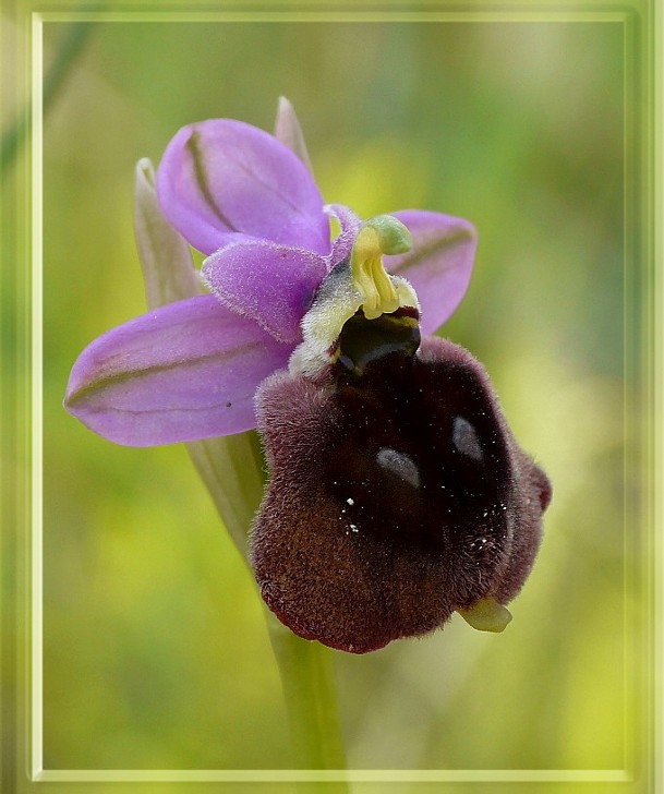 Ophrys del Gargano